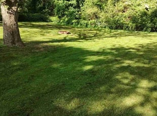 Madhavi P.'s Lawn Care service result