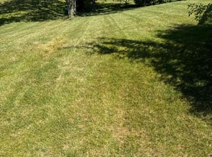 Jacqueline W.'s Lawn Mowing service result
