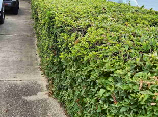 Bush Trimming by Erik Petersen for Kathie H. in Pensacola, FL