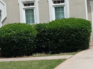 Bush Trimming by Patrick Thompson for John M. in Alpharetta, GA