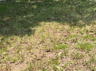 Leaf Removal by Gary Black for Shannon M. in Waldorf, MD