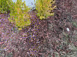 Weeding by Philip Parrish for Brock H. in Heath, TX