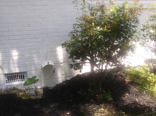 Weeding by Joel Varnado for Christian R. in Smyrna, GA