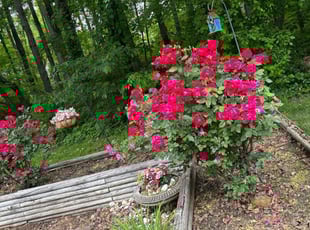Bush Trimming by candelario castillo for Vincent M. in Alexandria, VA