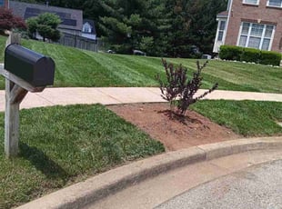 Frances A.'s Lawn Mowing service result