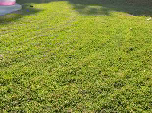 Zakiya B.'s Lawn Care service result