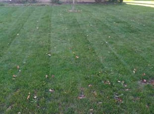 David Z.'s Grass Cutting service result
