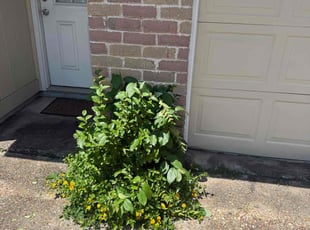 Bush Trimming by Robert Smith for Zaria J. in Humble, TX