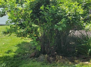 Bush Trimming by Barry Pietersen for Don N. in Albertville, MN