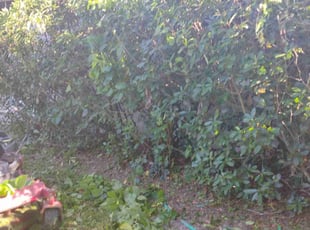 Bush Trimming by Marvel Carmichael for DEANNA S. in Apopka, FL