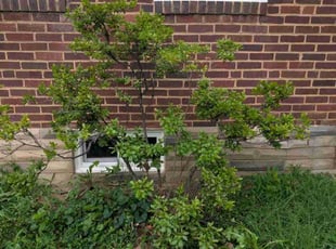 Bush Trimming by Bradley Floyd for Lisa C. in Dundalk, MD