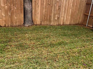 Leaf Removal by Alex Padron for Taylor C. in Lewisville, TX