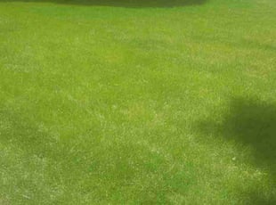 Rodney S.'s Lawn Care service result