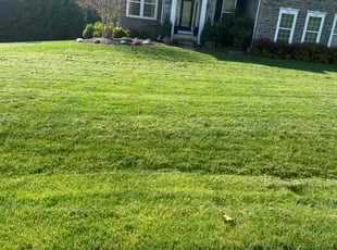 Brandy R.'s Grass Cutting service result