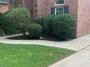 Bush Trimming by Miguel Arroyo for Lane S. in Seabrook, TX