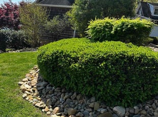 Alicia D.'s Lawn Mowing service result