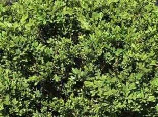 Weeding by Steven Ridzyowski for Suji J. in Pennington, NJ