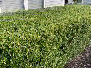 Bush Trimming by Jerardo Martinez for Sherry G. in Columbus, OH