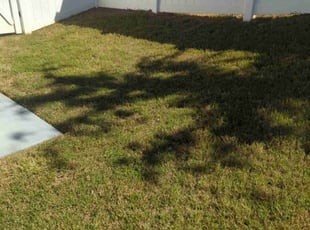 Sasha H.'s Lawn Service service result