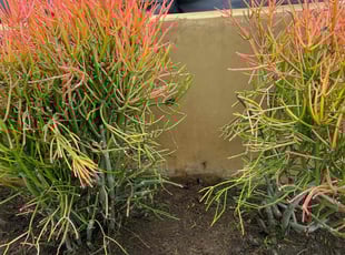 Bush Trimming by George Islas for Ruben V. in Huntington Beach, CA