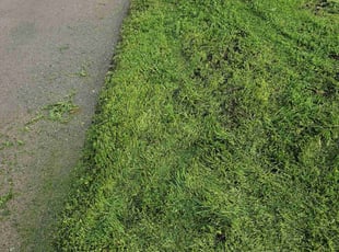 Carolynn J.'s Lawn Care service result