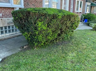 Bush Trimming by Eric Brooks for James R. in Philadelphia, PA