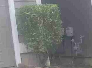 Bush Trimming by Lakota Calkins for Jo Anna S. in Puyallup, WA