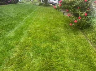 Stan D.'s Yard Cutting service result