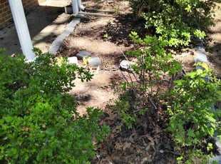 Leaf Removal by Nicole Royster for Daniel E. in Virginia Beach, VA