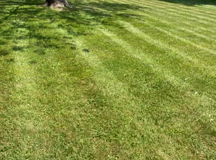 Brenda K.'s Lawn Mowing service result