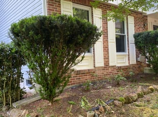 Bush Trimming by Rolando Diaz for Jason C. in Bowie, MD