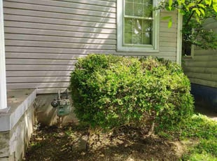 Bush Trimming by Irving contreras for Olivia. S. in Louisville, KY