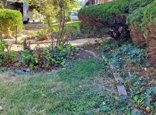 Bush Trimming by Robert Sisk for Michael C. in St. Louis, MO