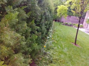 Bush Trimming by Isaiah Roberts for Coco S. in New York, NY