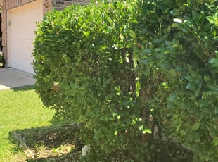Bush Trimming by Peter Williamson for Robin B. in Fort Worth, TX