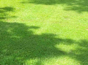 Saranna L.'s Lawn Mowing service result