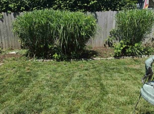 Bush Trimming by Matthew Spinelli for jane c. in Milford, CT