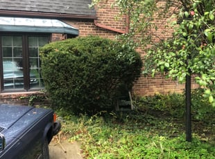 Bush Trimming by Demetrius Bennett Jr for Nunzio T. in Lakewood, OH
