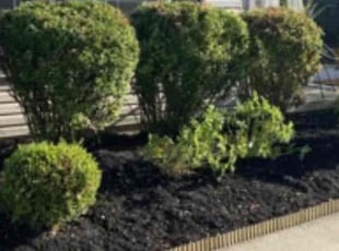 Bush Trimming by Blake Holland for Chiranjeevi A. in Fresno, CA
