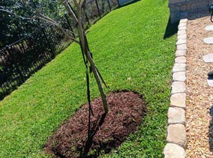 Anita W.'s Yard Cutting service result