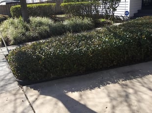 Bush Trimming by William Chambers for Sherwin S. in Orlando, FL