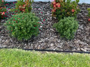Weeding by Carmine DePrima for Bob D. in Kissimmee, FL