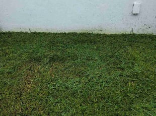 Angelo B.'s Lawn Care service result