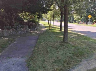 Diana P.'s Yard Cutting service result