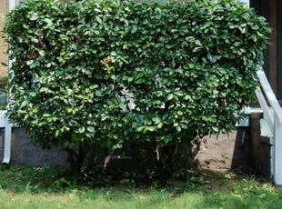 Bush Trimming by Marvin White for Janeih B. in Norfolk, VA