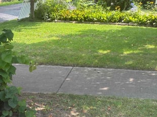 Imran S.'s Lawn Mowing service result