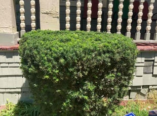 Bush Trimming by Guy Zagara for Tiffany K. in Buffalo, NY