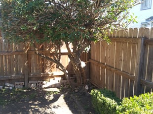 Bush Trimming by Steve Hoffman for Joe R. in San Antonio, TX