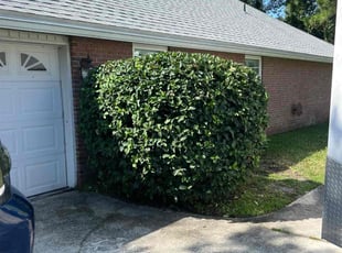 Bush Trimming by Kenneth Freel for Vanessa M. in Orange Park, FL