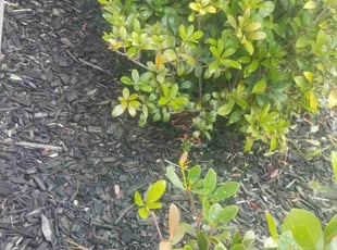 Weeding by Efrain Perez for Howard D. in Richmond, TX